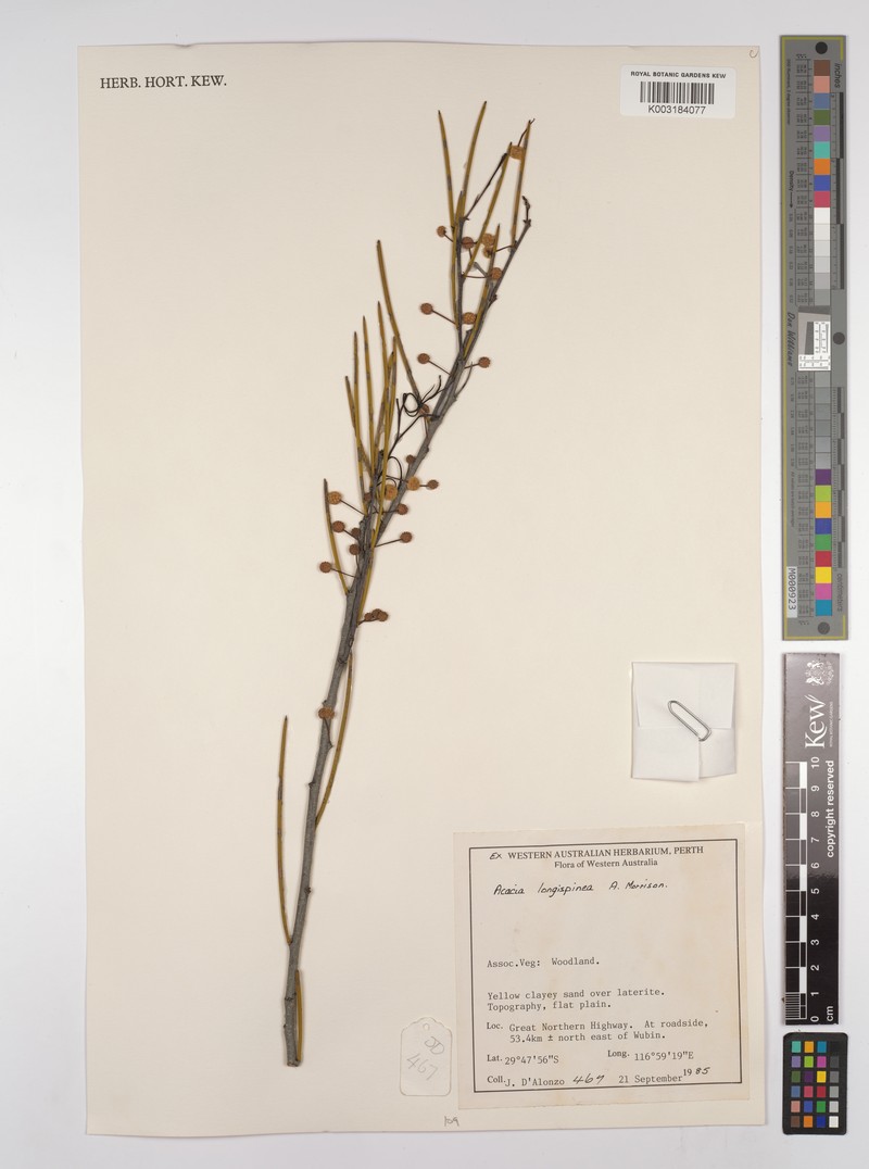 Acacia longispinea photo 3