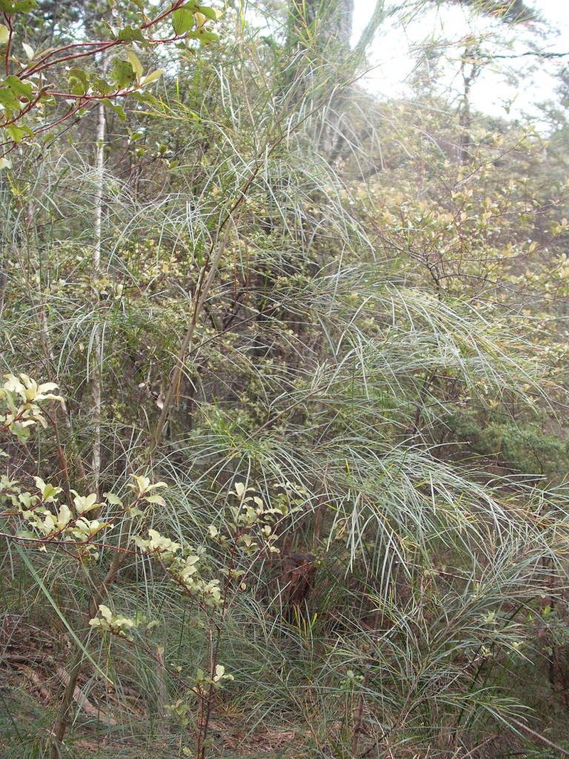 Acacia longissima photo 2