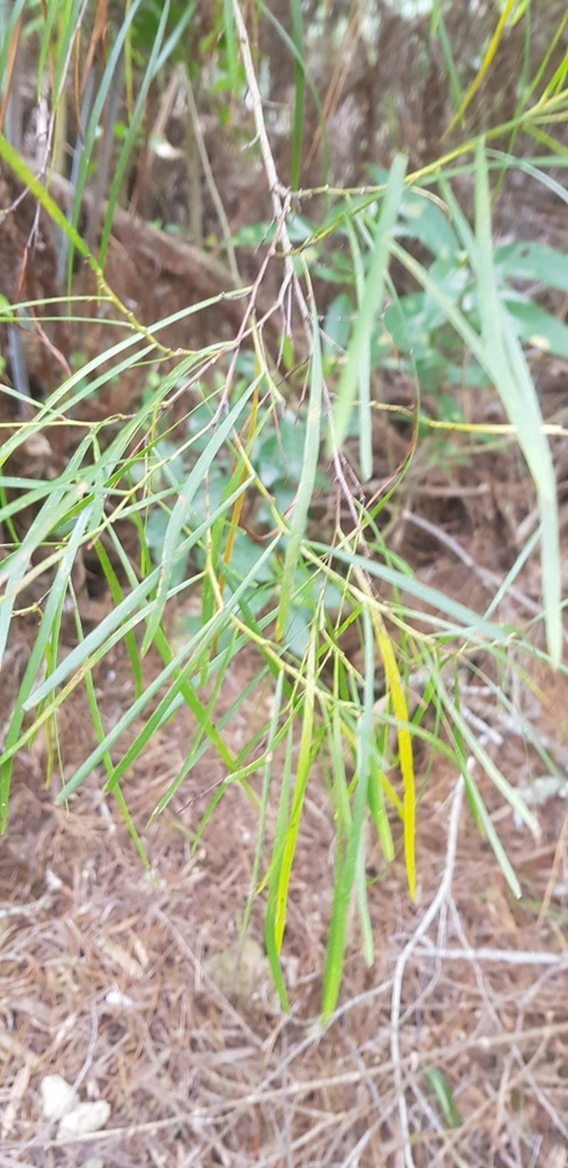 Acacia longissima photo 3