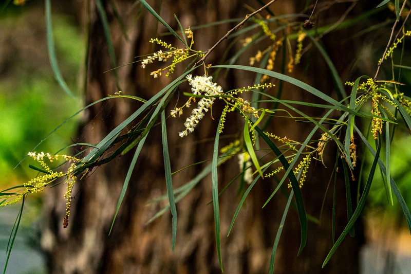 Acacia longissima photo 4