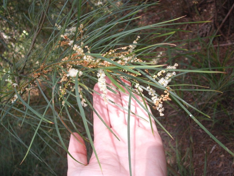 Acacia longissima photo 5