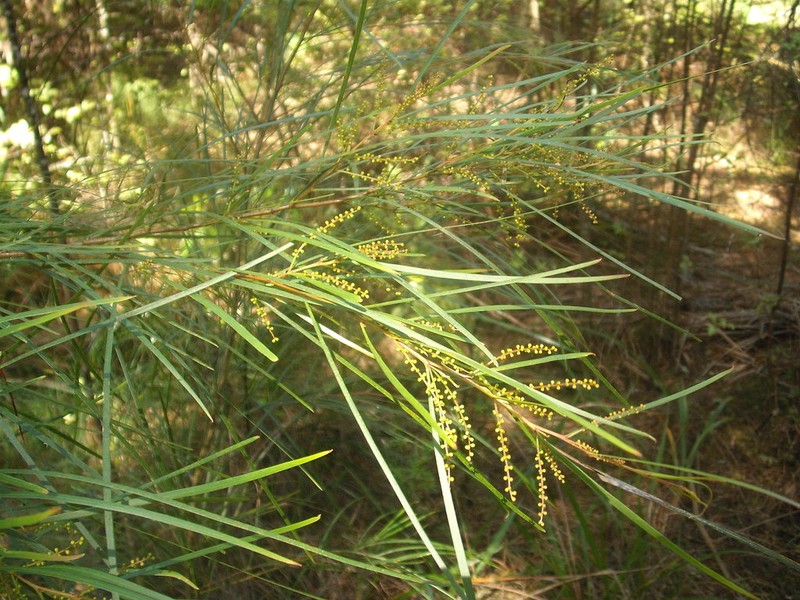 Acacia longissima photo 6