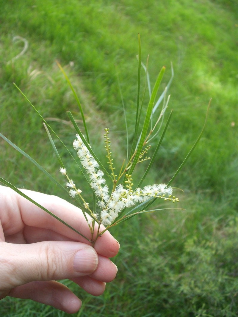 Acacia longissima photo 7