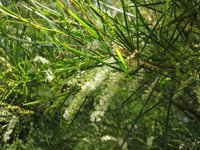 Acacia longissima