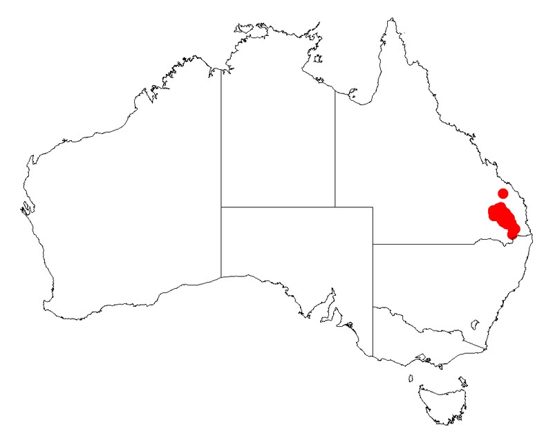 Acacia loroloba