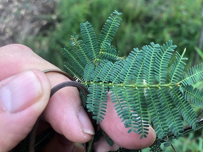 Acacia loroloba photo 2