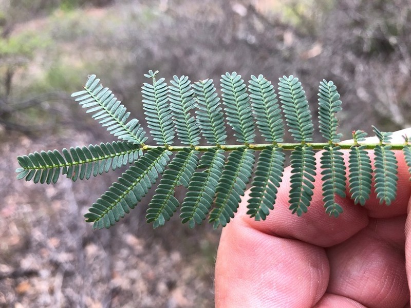 Acacia loroloba photo 3