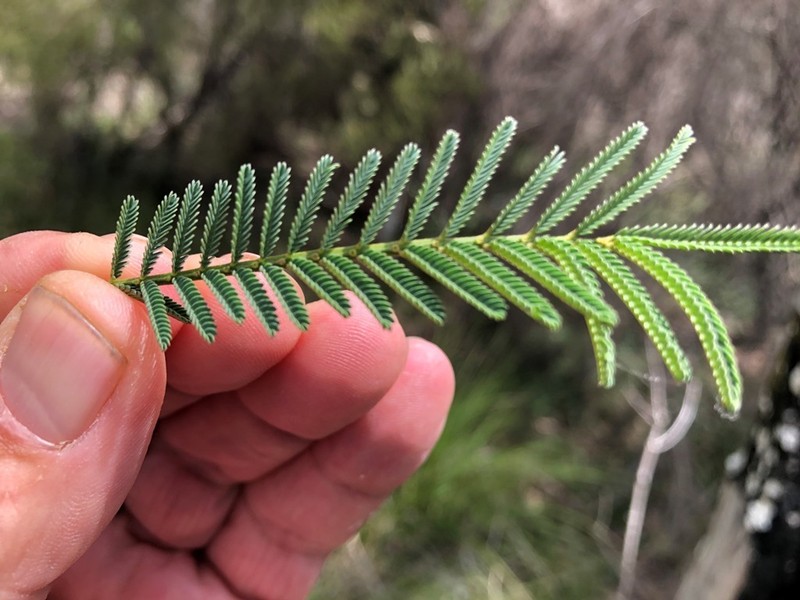 Acacia loroloba photo 4