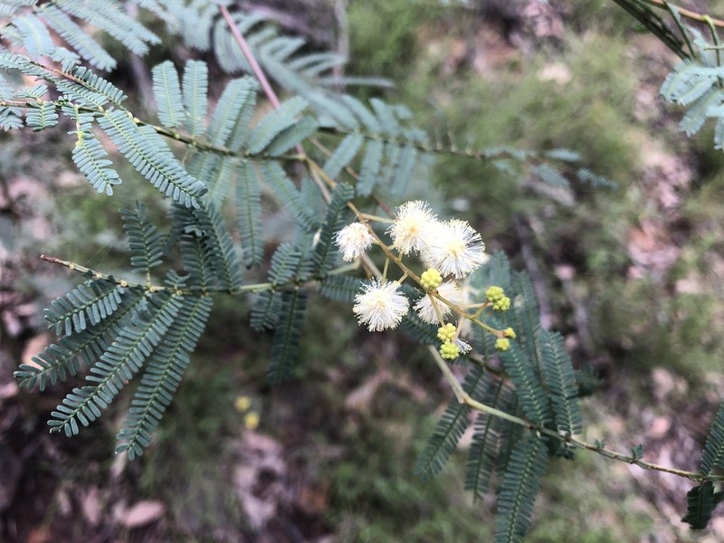 Acacia loroloba photo 5