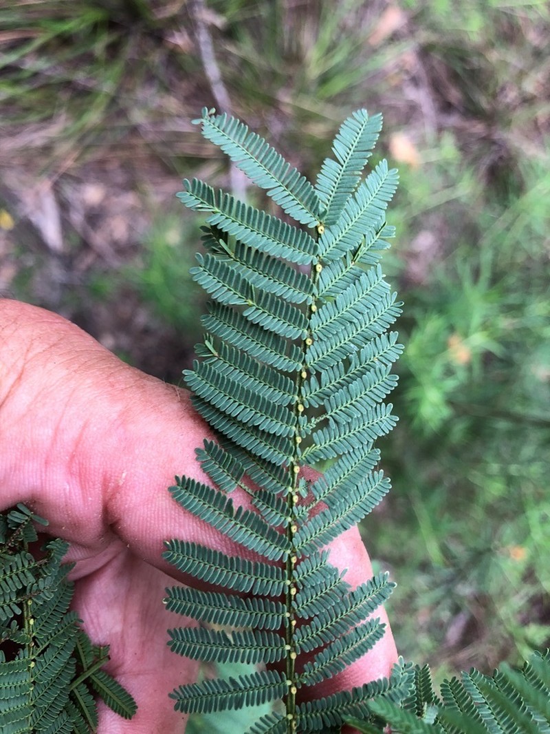 Acacia loroloba photo 6