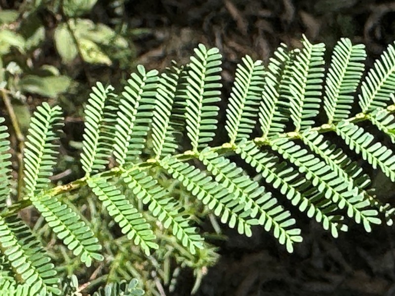 Acacia loroloba photo 7