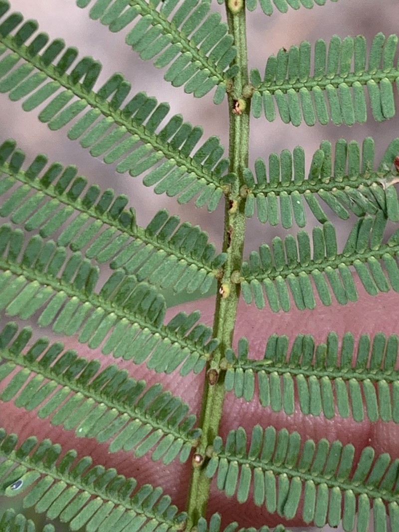 Acacia loroloba photo 8