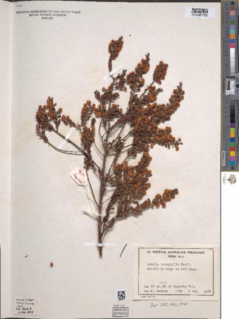 Acacia loxophylla photo 2