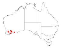 Acacia loxophylla