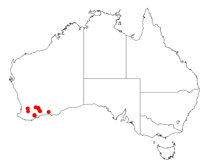 Acacia loxophylla