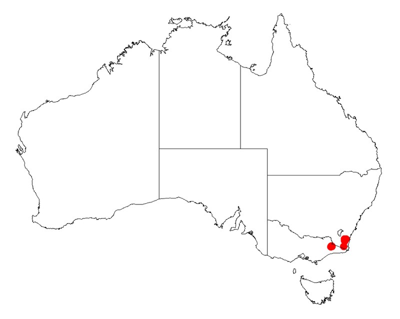 Acacia lucasii