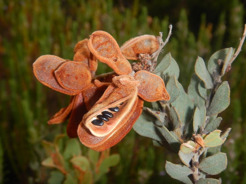 Acacia lucasii photo 2
