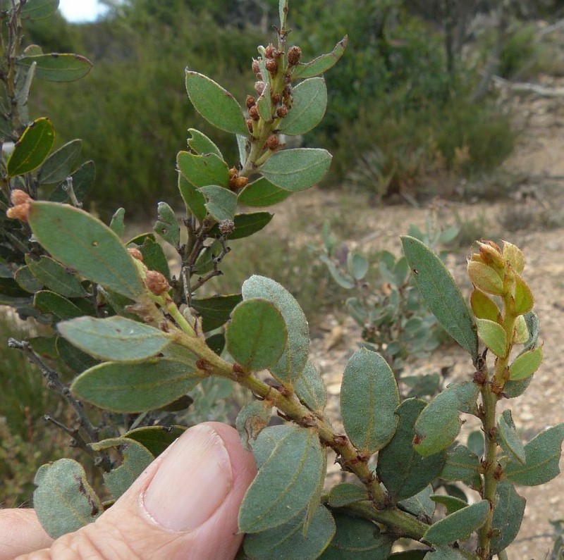 Acacia lucasii photo 3