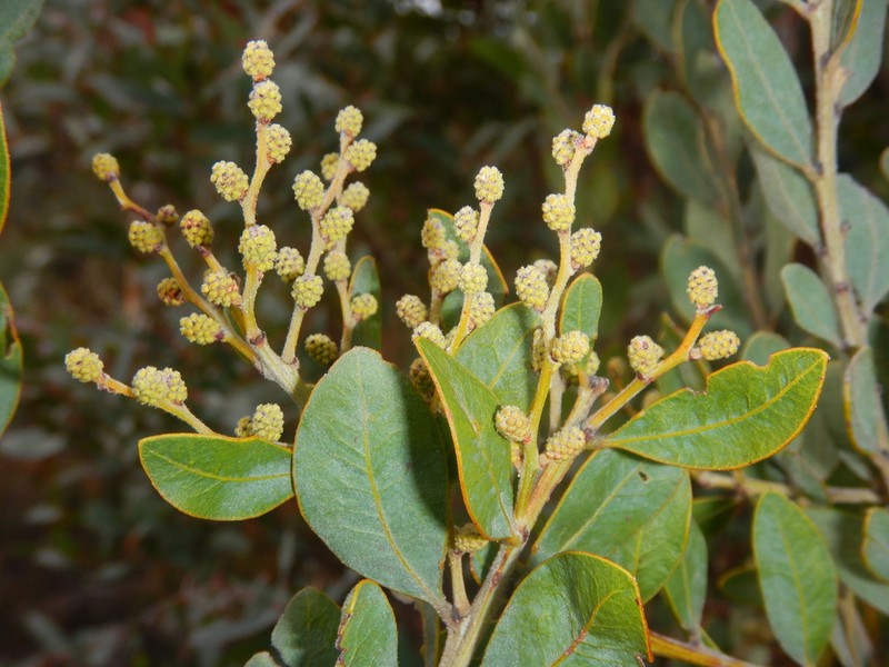 Acacia lucasii photo 4