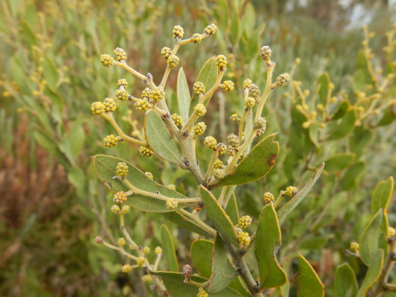 Acacia lucasii photo 5