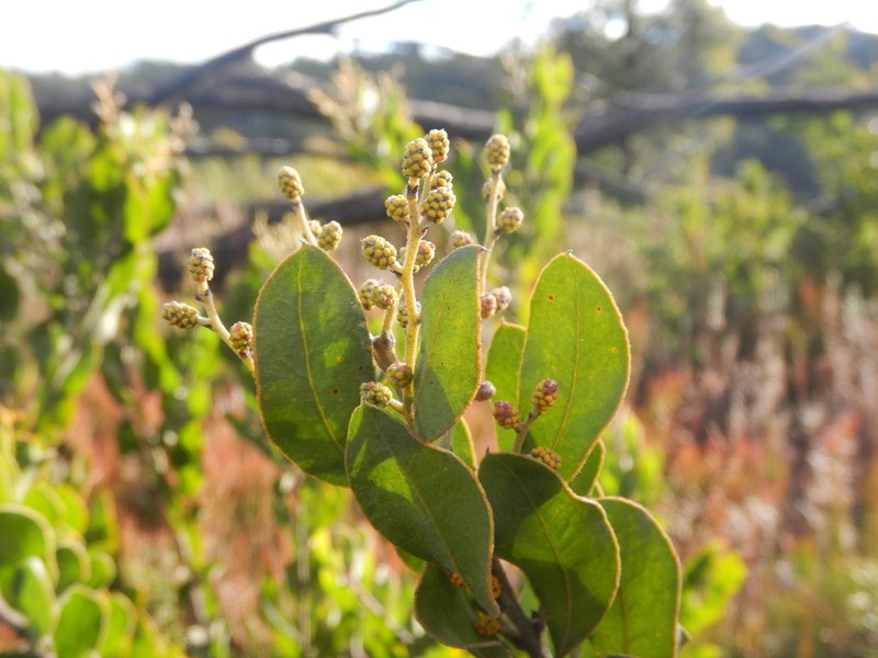 Acacia lucasii photo 6