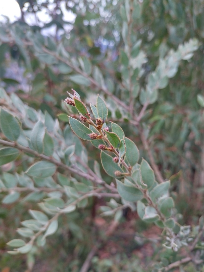 Acacia lucasii photo 7
