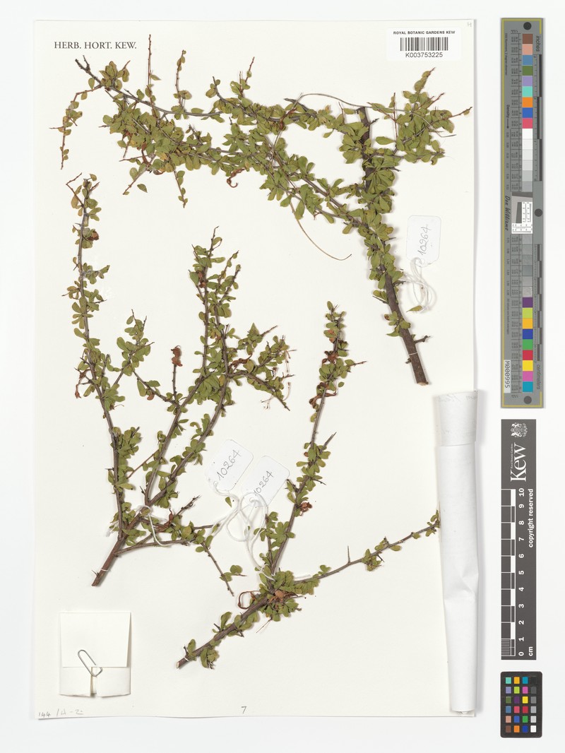 Acacia lullfitziorum photo 2