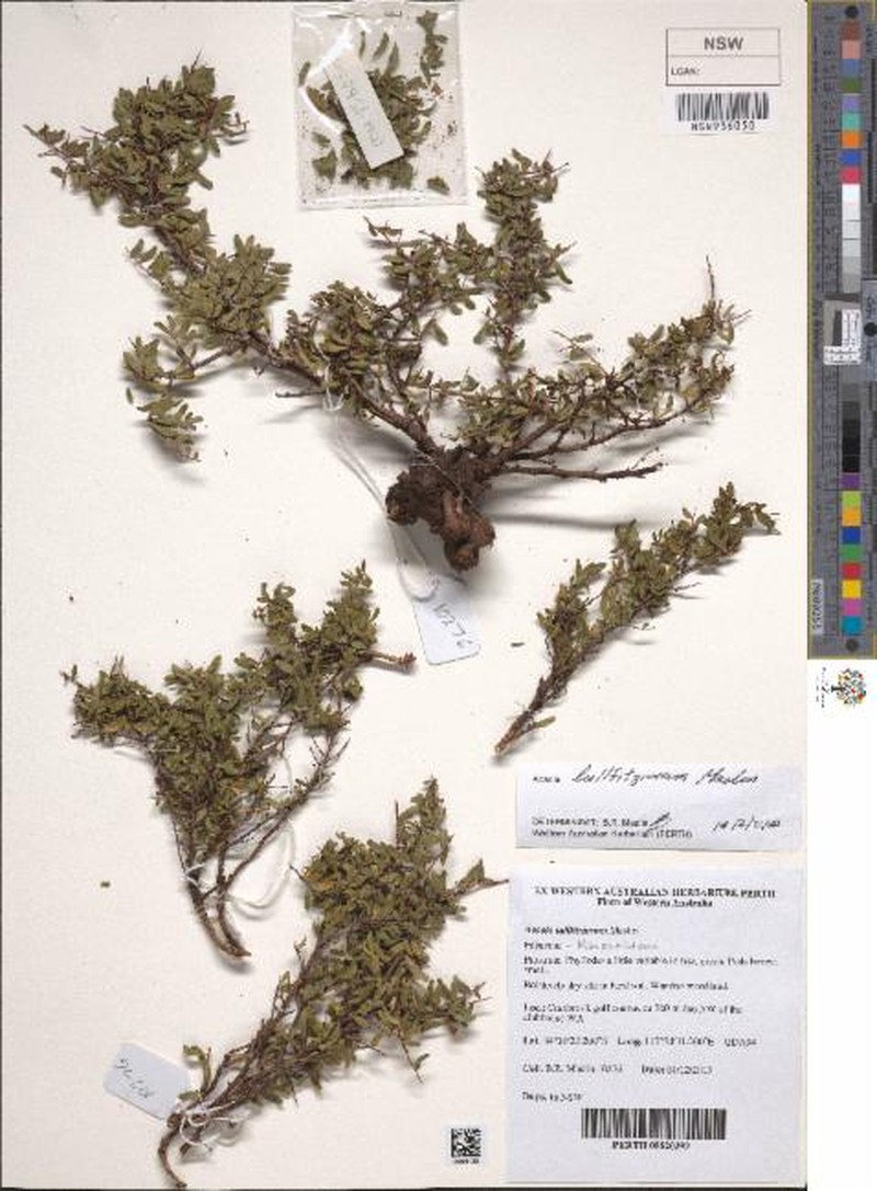 Acacia lullfitziorum photo 3