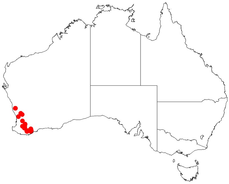 Acacia lullfitziorum