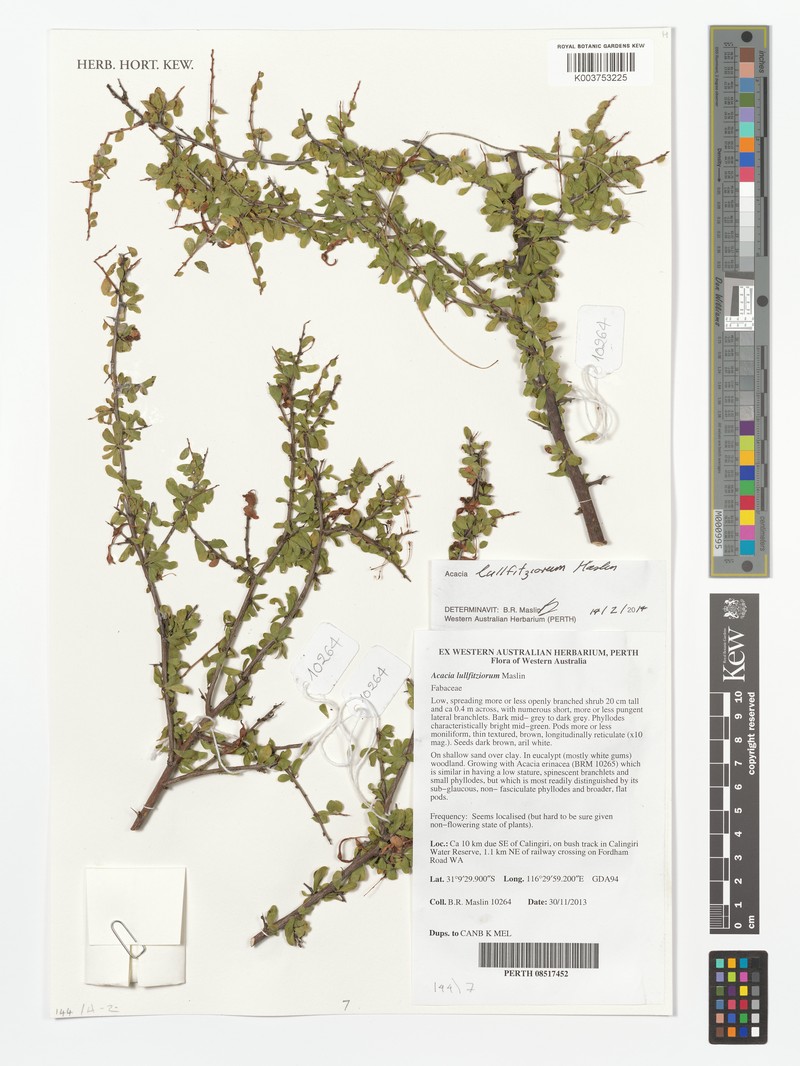 Acacia lullfitziorum photo 2