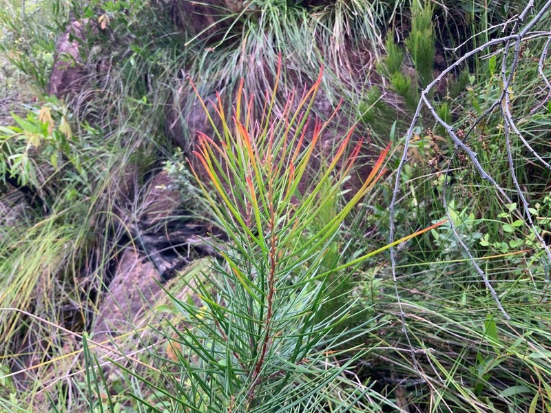 Acacia lumholtzii