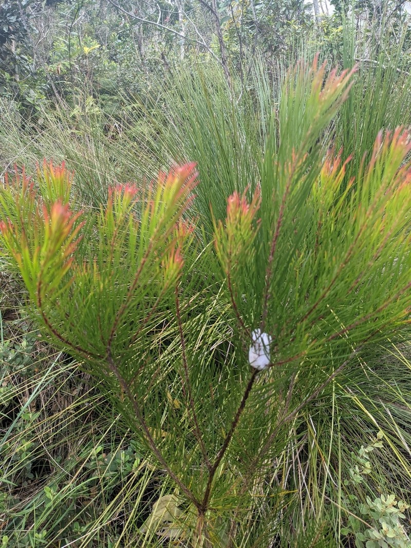 Acacia lumholtzii photo 2