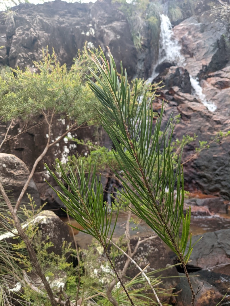 Acacia lumholtzii photo 3