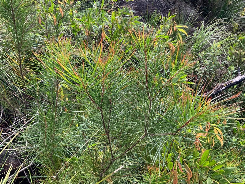 Acacia lumholtzii photo 4