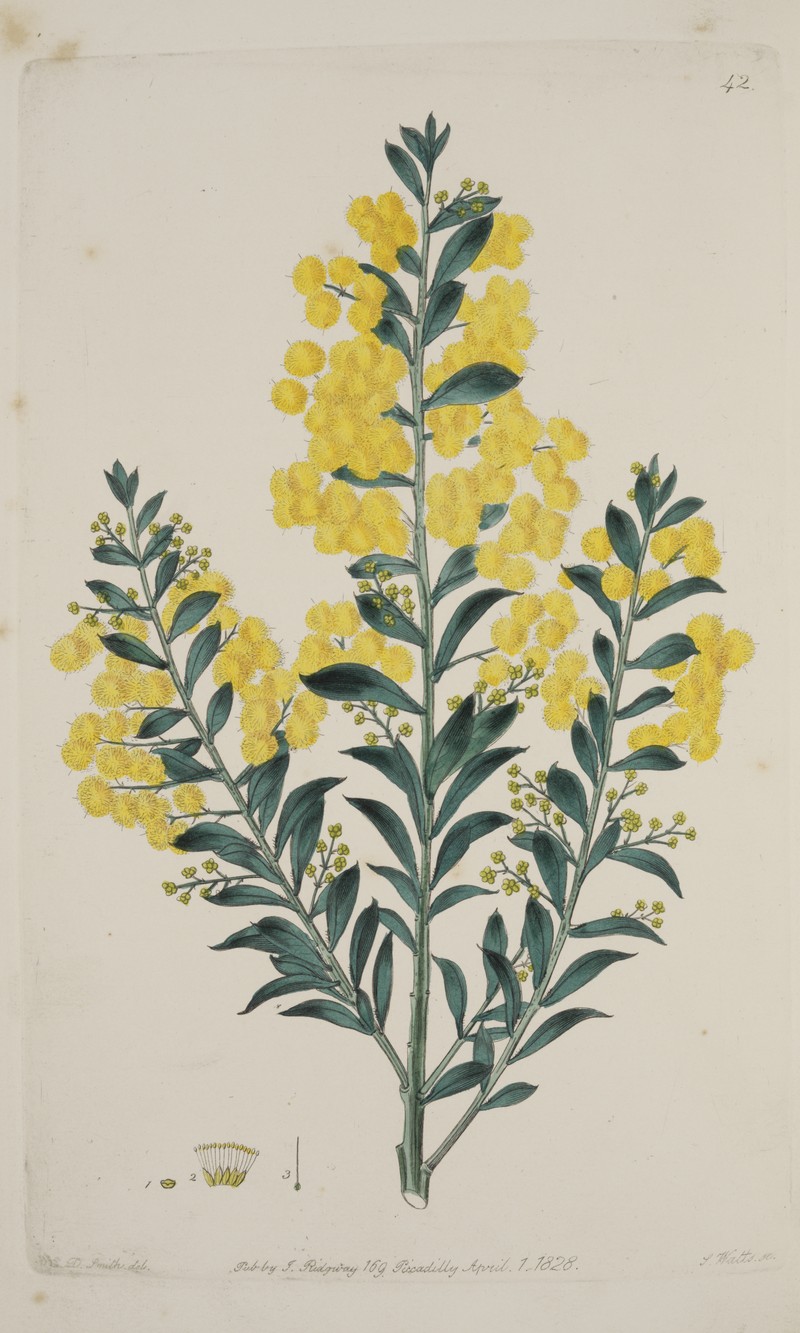 Acacia lunata
