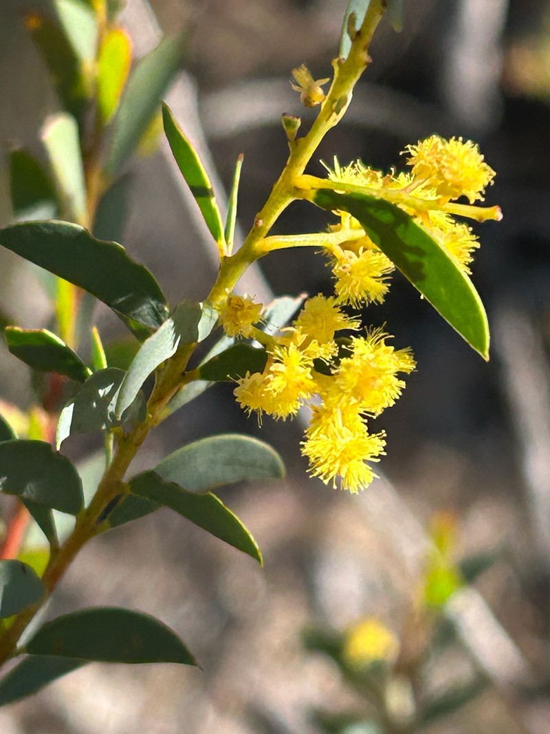 Acacia lunata photo 2