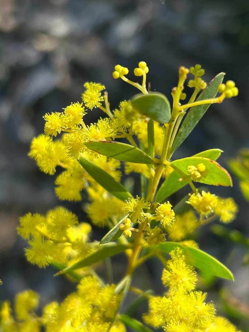 Acacia lunata photo 3