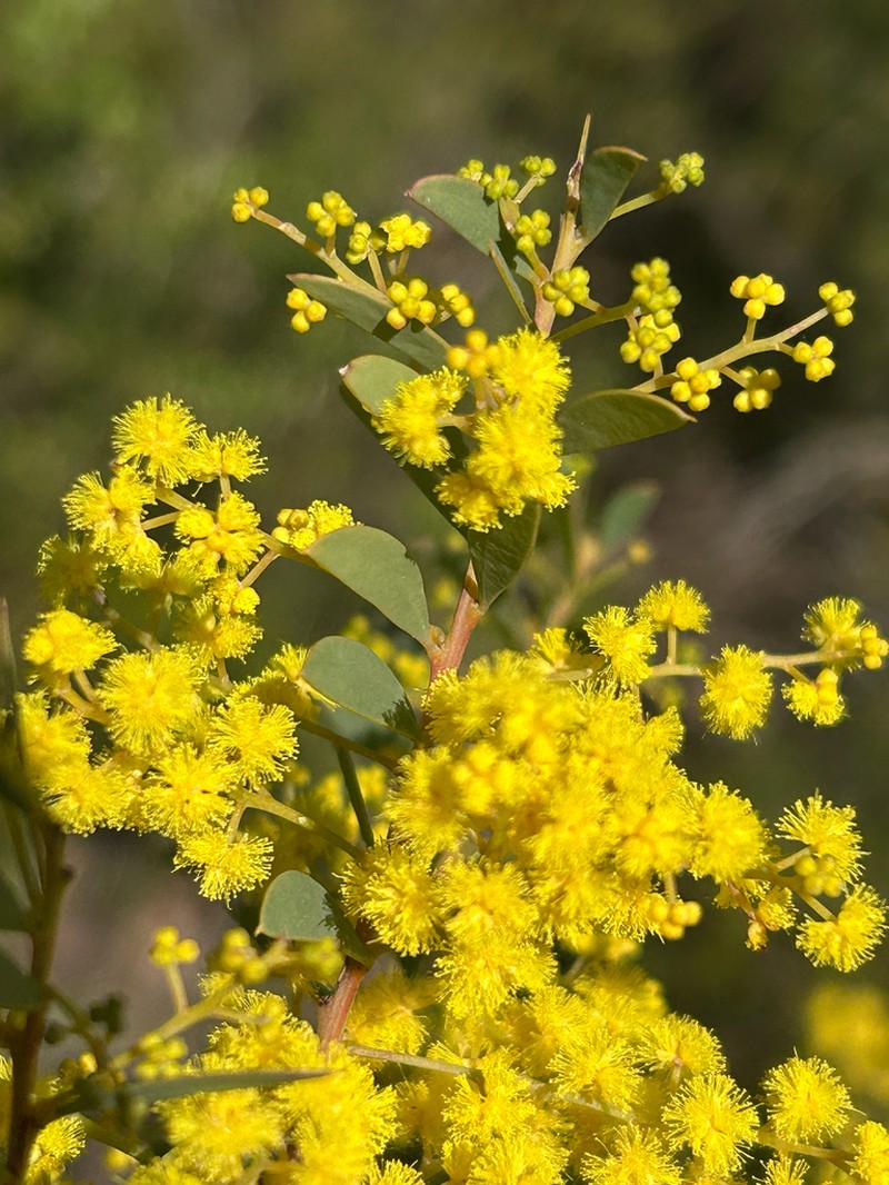 Acacia lunata photo 4