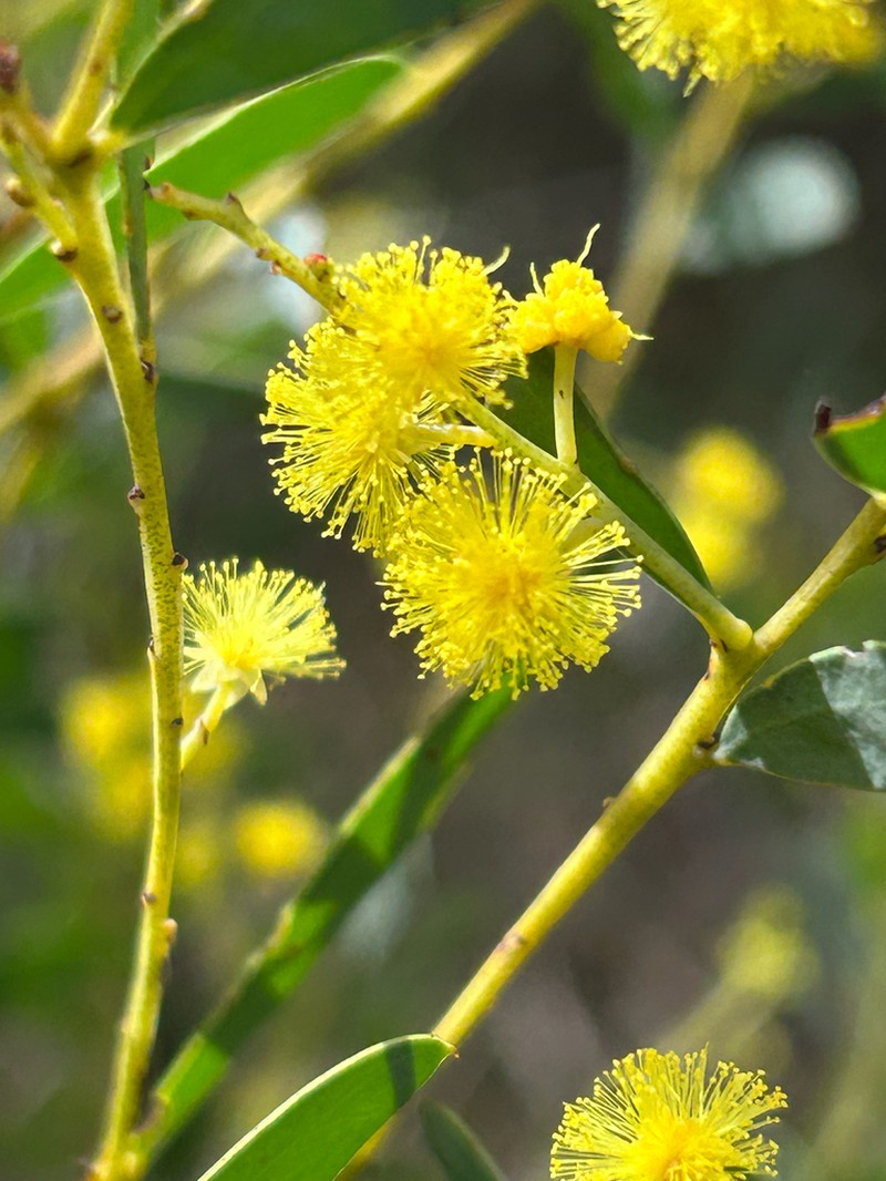 Acacia lunata photo 5