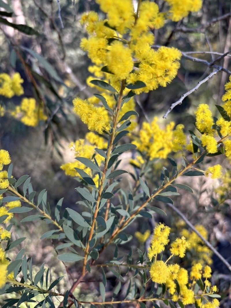 Acacia lunata photo 6