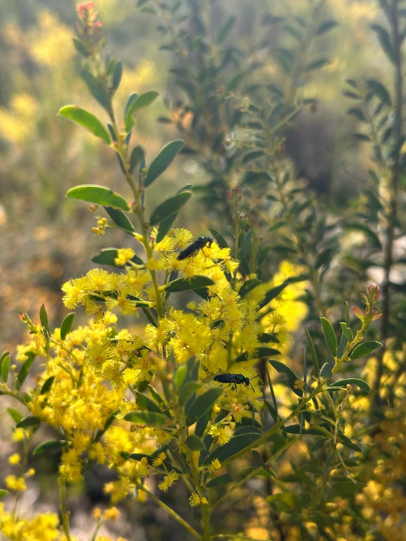 Acacia lunata photo 7