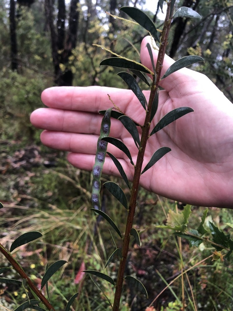 Acacia lunata photo 8