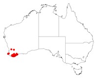 Acacia luteola