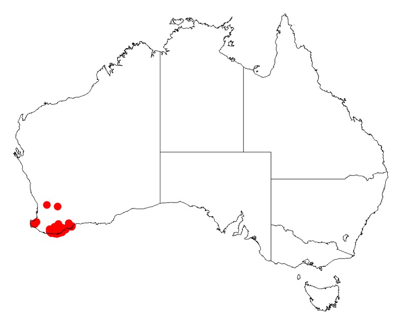 Acacia luteola