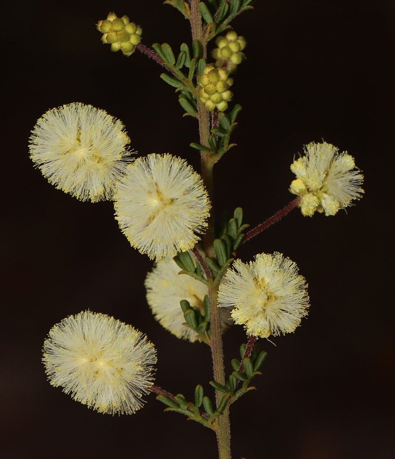 Acacia luteola photo 2
