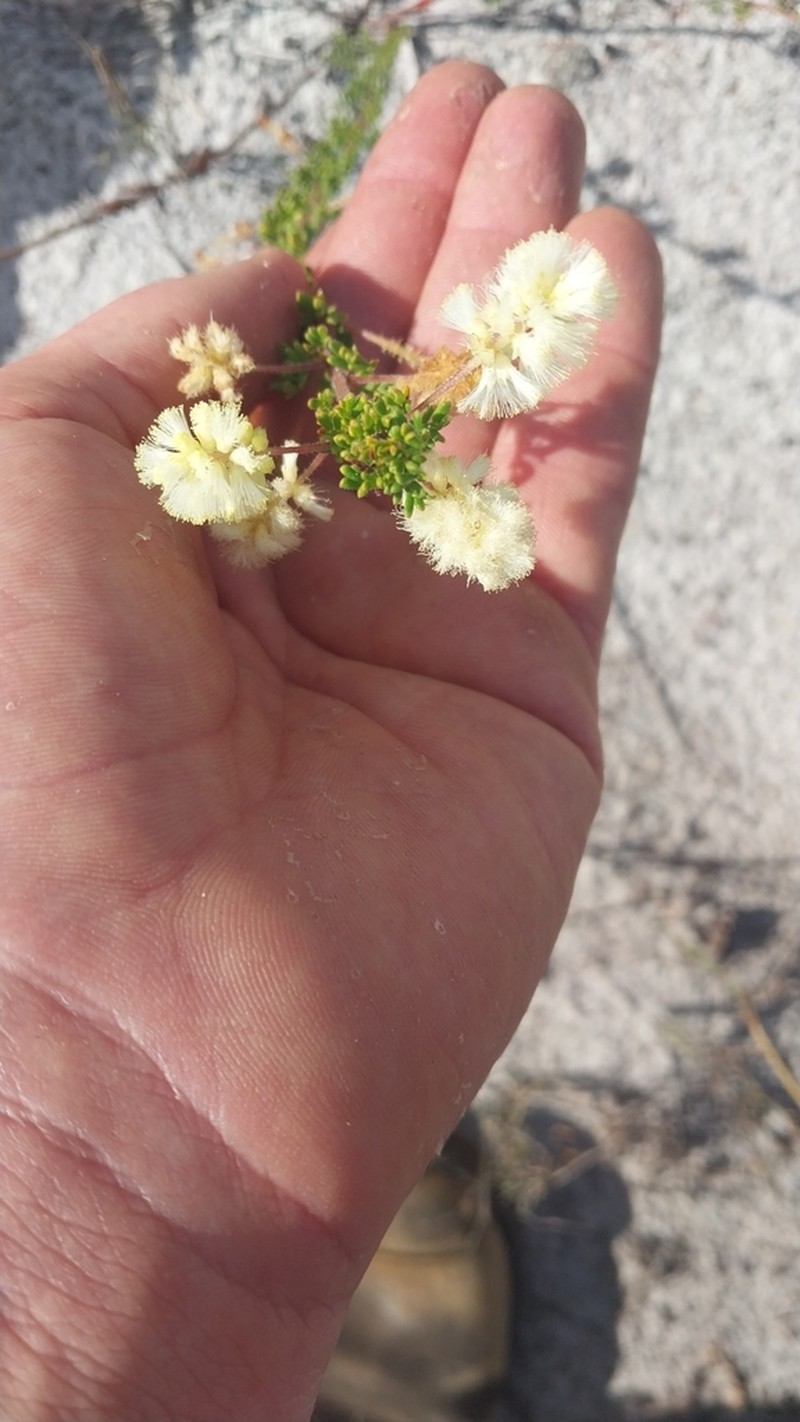 Acacia luteola photo 3
