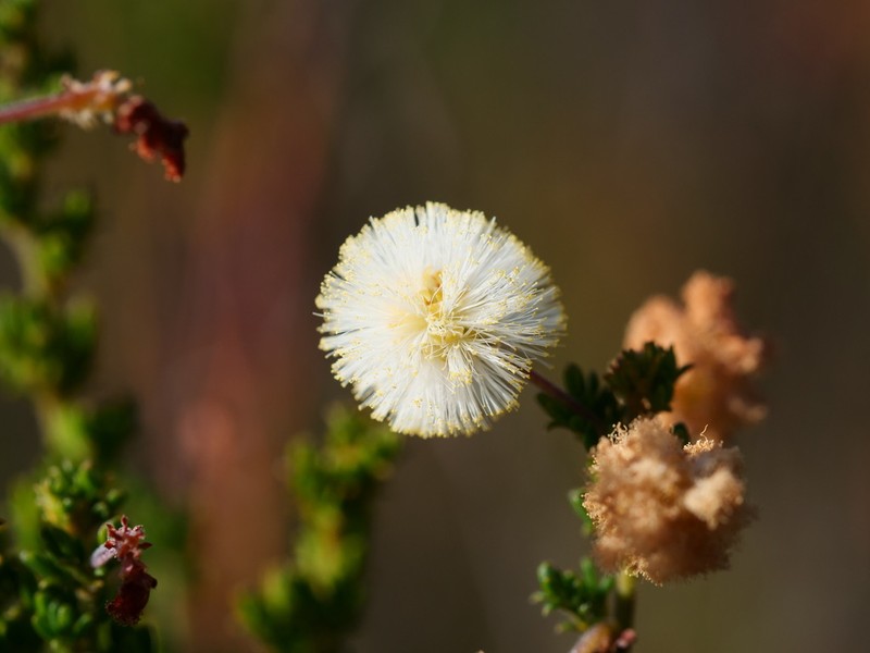 Acacia luteola photo 4
