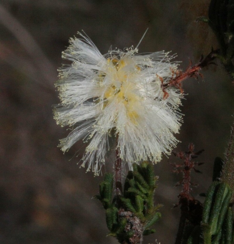 Acacia luteola photo 5