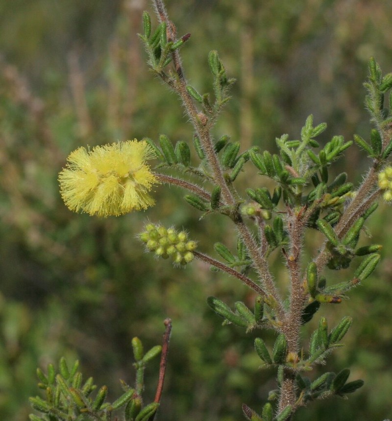 Acacia luteola photo 6