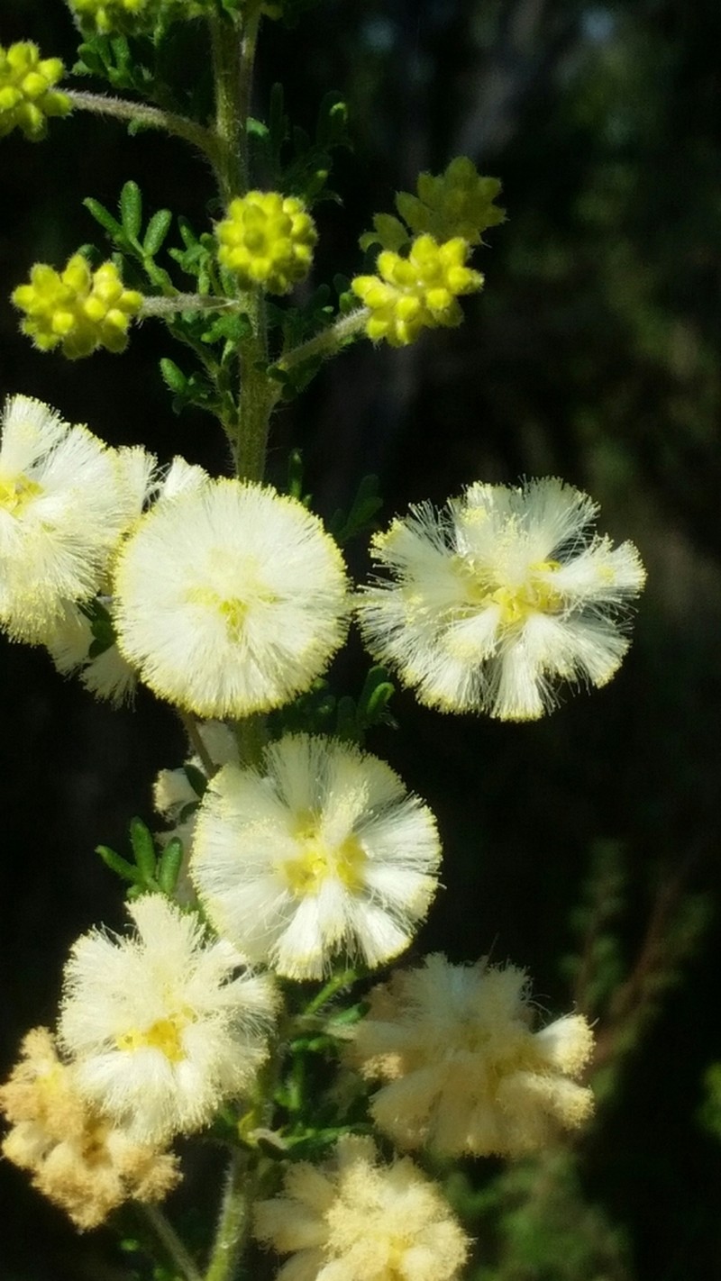 Acacia luteola photo 7